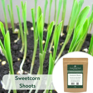Sweetcorn Shoots - Microgreen/Sprouting