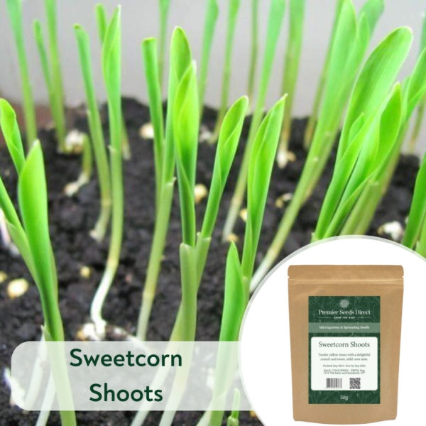 Sweetcorn Shoots - Microgreen/Sprouting