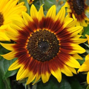 Sunflower Ring of Fire