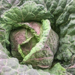 Savoy Cabbage Di Verona