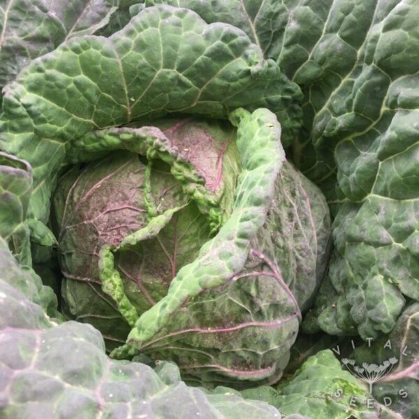 Savoy Cabbage Di Verona