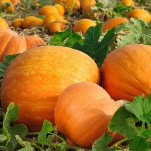 Pumpkin Bambino
