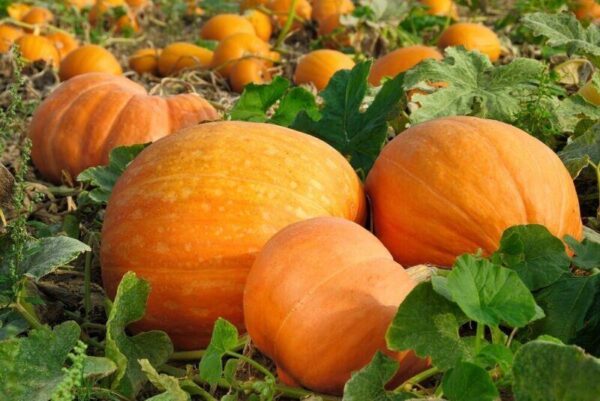 Pumpkin Bambino