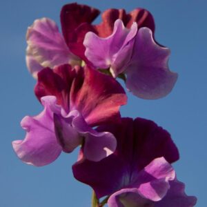 Sweet Pea Purple Pimpernell