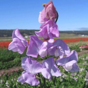 Sweet Pea Leamington