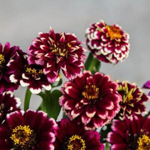 Zinnia Aztec Burgundy Bi-Colour
