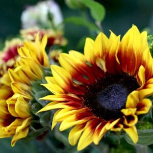 Sunflower Floren