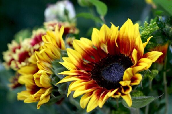 Sunflower Floren
