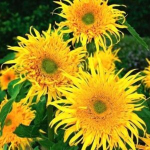Sunflower Astra Gold