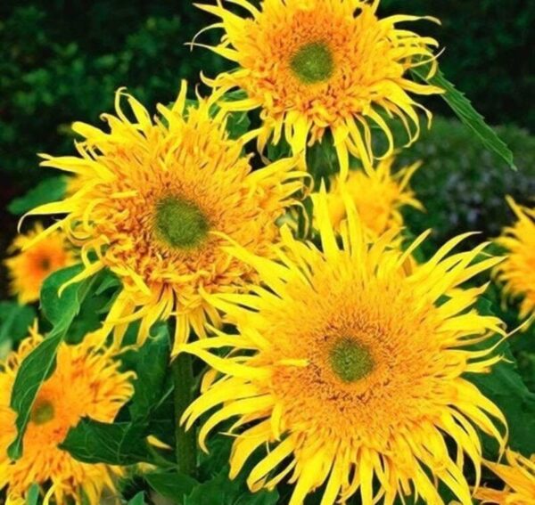 Sunflower Astra Gold