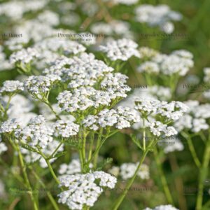 Organic Yarrow White Achillea Millefolium 