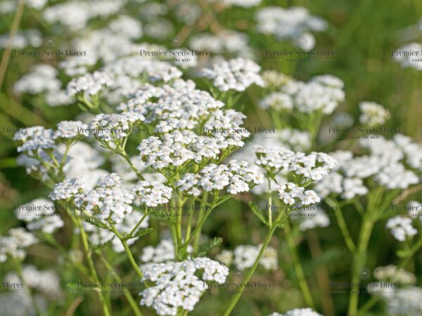 Organic Yarrow White Achillea Millefolium 