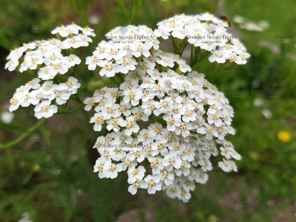 Organic Yarrow White Achillea Millefolium  - Image 2