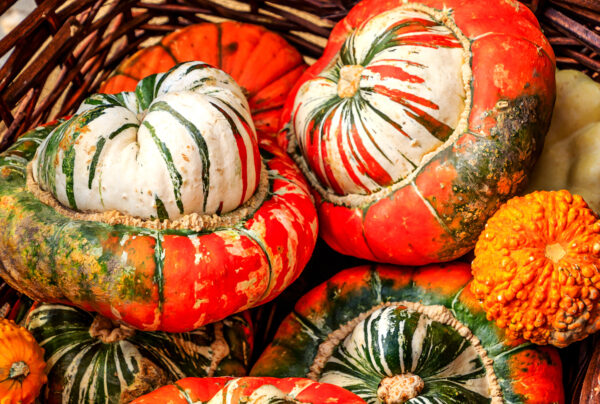 Organic Gourd Turks Turban - Image 2