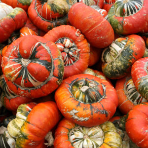 Organic Gourd Turks Turban