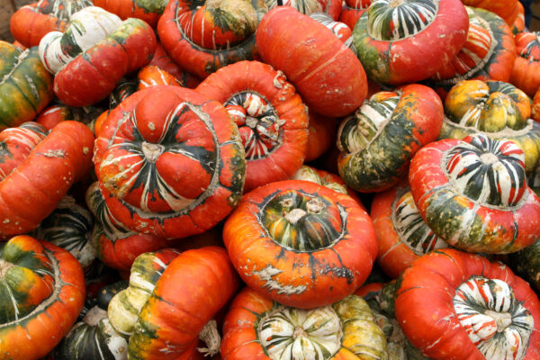 Organic Gourd Turks Turban