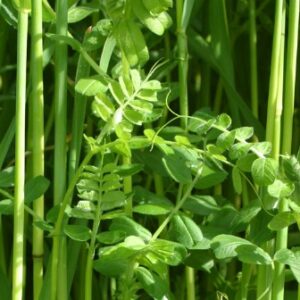 Organic Green Manure Rye Vetch - Overwinter Mix