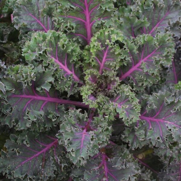 Kale Midnight Sun - Image 2