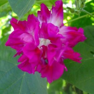 Morning Glory Ipomoea Sunrise Serenade