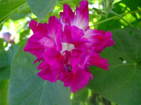 Morning Glory Ipomoea Sunrise Serenade