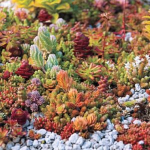 Sedum Mixed species