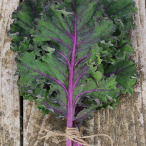 Kale Midnight Sun
