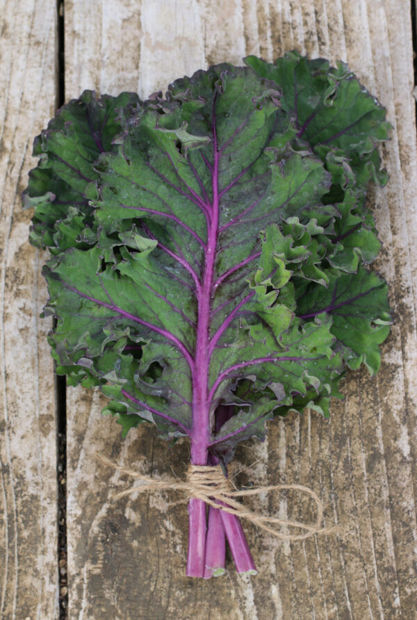 Kale Midnight Sun