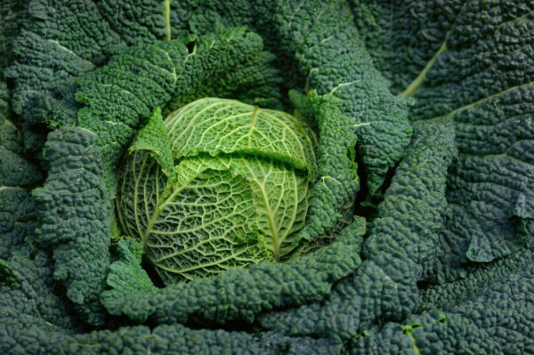 Organic Cabbage Savoy Vertus - Image 2