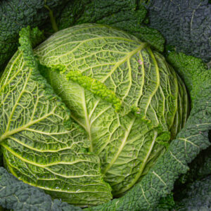 Organic Cabbage Savoy Vertus