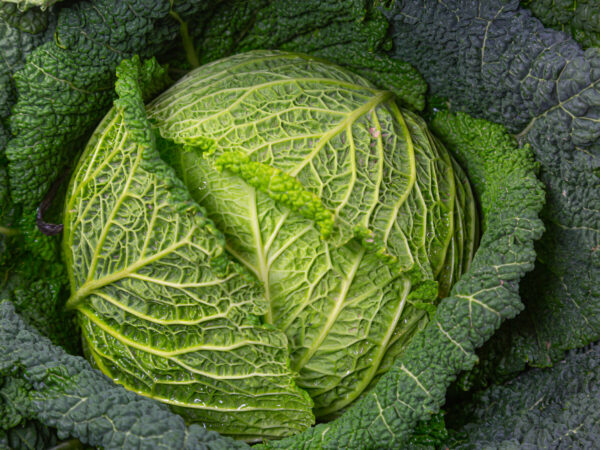 Organic Cabbage Savoy Vertus