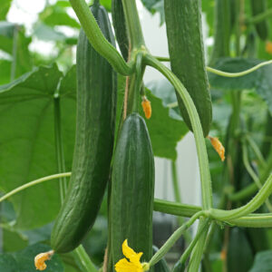 Cucumber Euphya F1 
