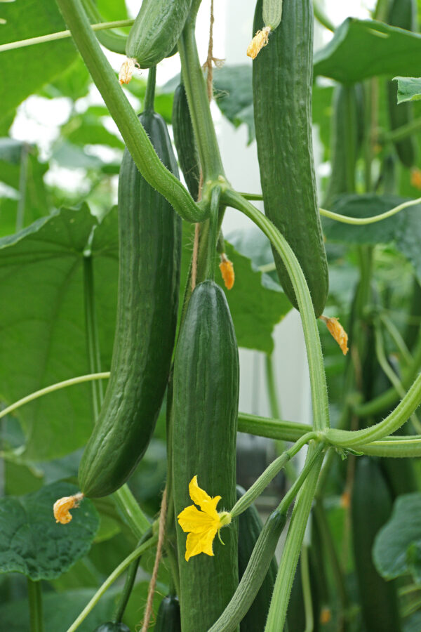 Cucumber Euphya F1 
