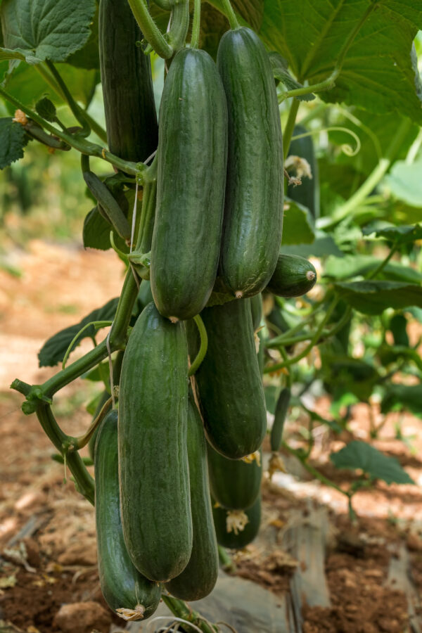 Organic Cucumber Picolino F1 - Image 2