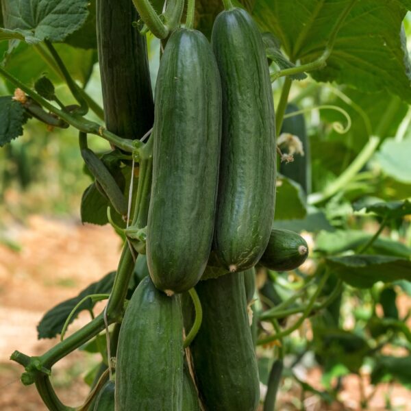 Cucumber Picolino F1 - Image 2