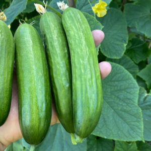 Organic Cucumber Picolino F1