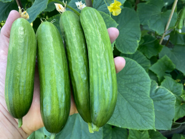Organic Cucumber Picolino F1