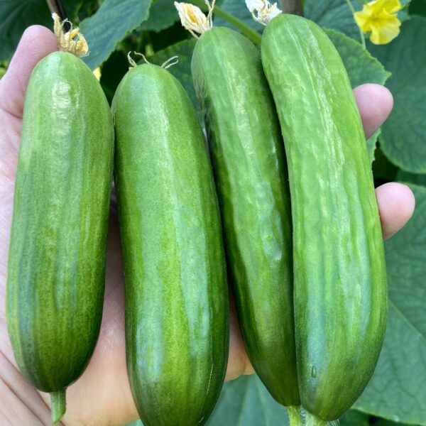 Cucumber Picolino F1 - Image 3