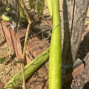 Gourd Snake Green