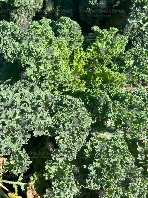Kale Borecole Dwarf Green Curled  - Image 2