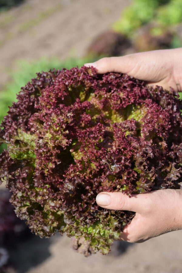 Organic Lettuce Lolla Rossa - Image 3