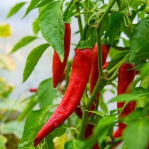 Pepper Hot - Shakira F1