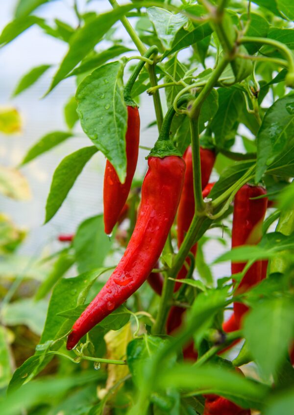 Pepper Hot - Shakira F1