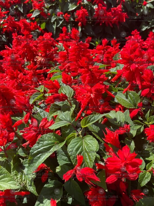 Salvia Splendens - Scarlet Piccolo - Image 2