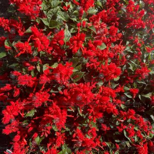 Salvia Splendens - Scarlet Piccolo