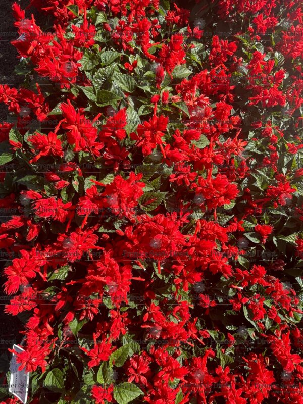 Salvia Splendens - Scarlet Piccolo
