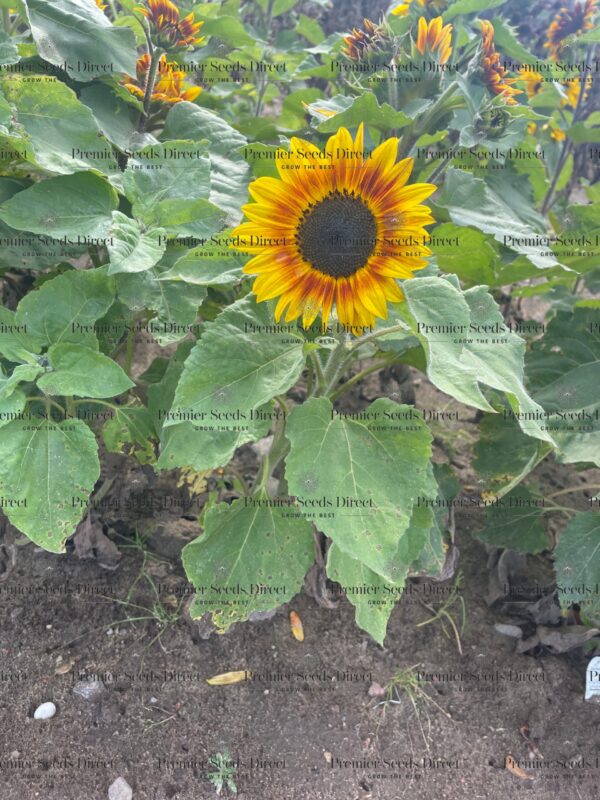 Sunflower Dwarf Fantasy Mix - Image 2