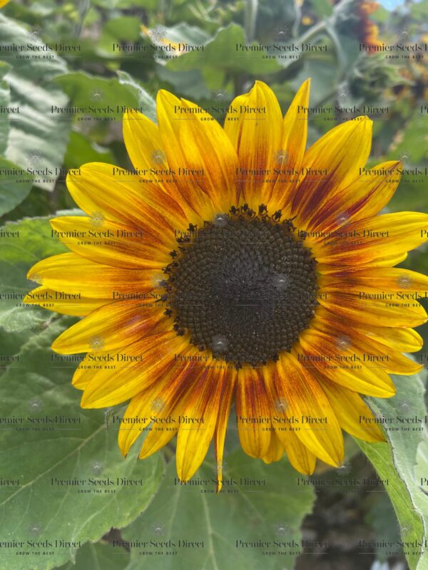 Sunflower Dwarf Fantasy Mix - Image 4