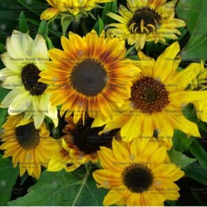 Sunflower Dwarf Fantasy Mix