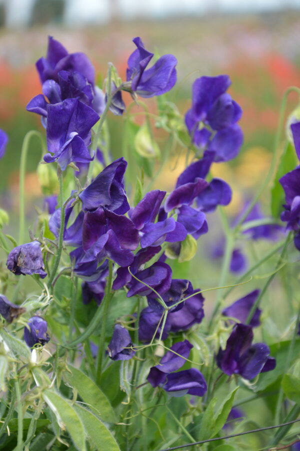 Sweet Pea Top Hat - Image 2