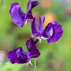 Sweet Pea Top Hat
